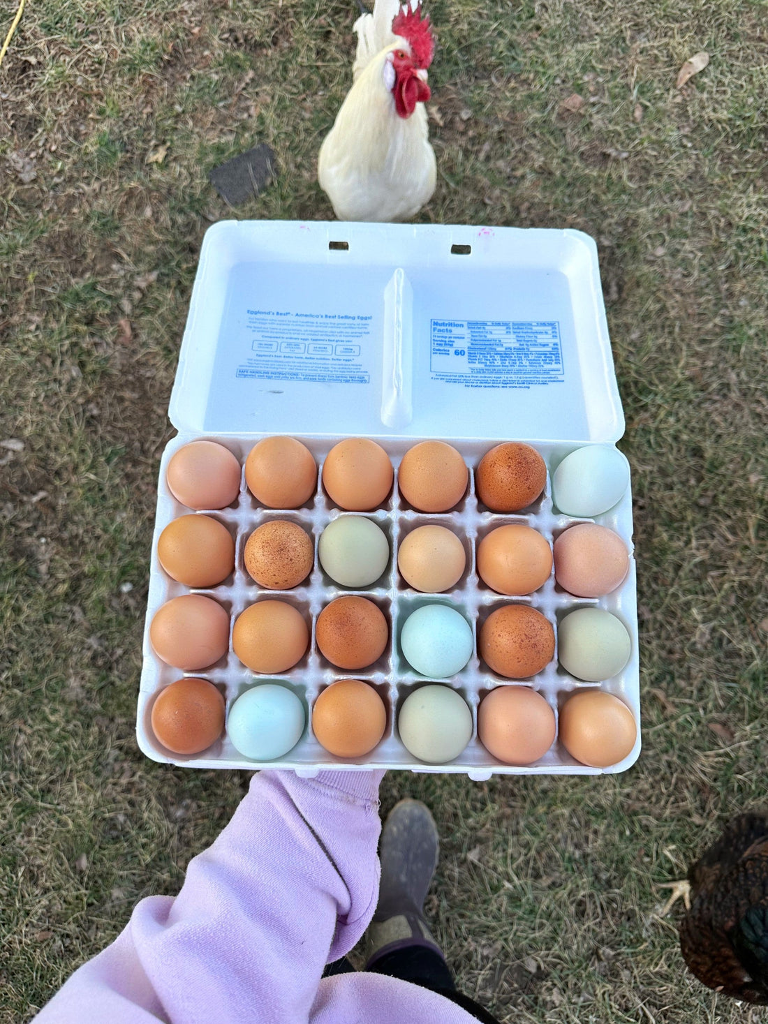 Eggs